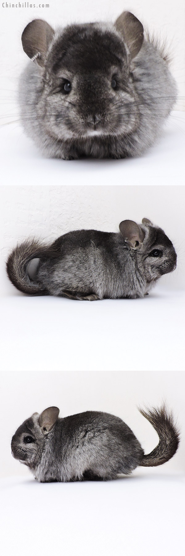 18317 Ebony  Royal Persian Angora Female Chinchilla