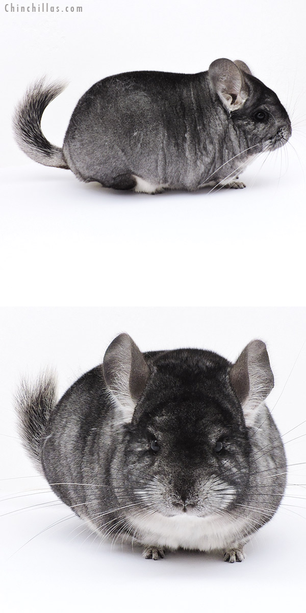 Chinchilla or related item offered for sale or export on Chinchillas.com - 18302 Large Blocky Premium Production Quality Standard Female Chinchilla