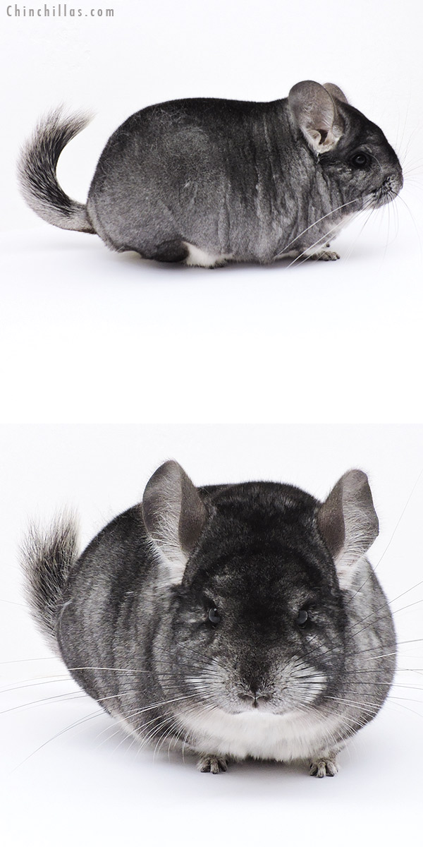 18302 Large Blocky Premium Production Quality Standard Female Chinchilla