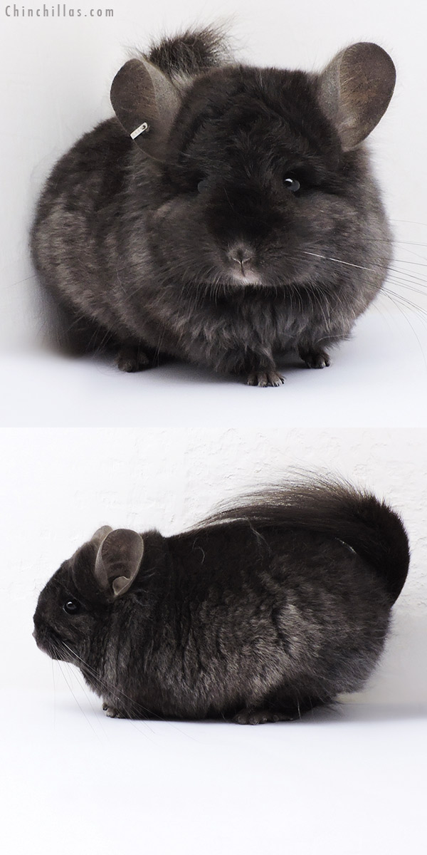 18313 Ebony  Royal Persian Angora ( Locken Carrier ) Male Chinchilla