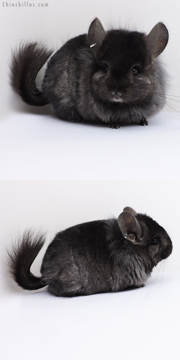 18319 Ebony ( Locken Carrier )  Royal Persian Angora Female Chinchilla with Lion Mane