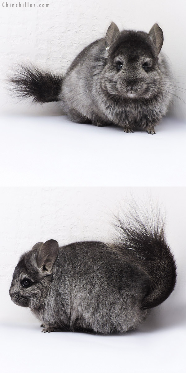 18323 Ebony ( Locken Carrier )  Royal Persian Angora Female Chinchilla