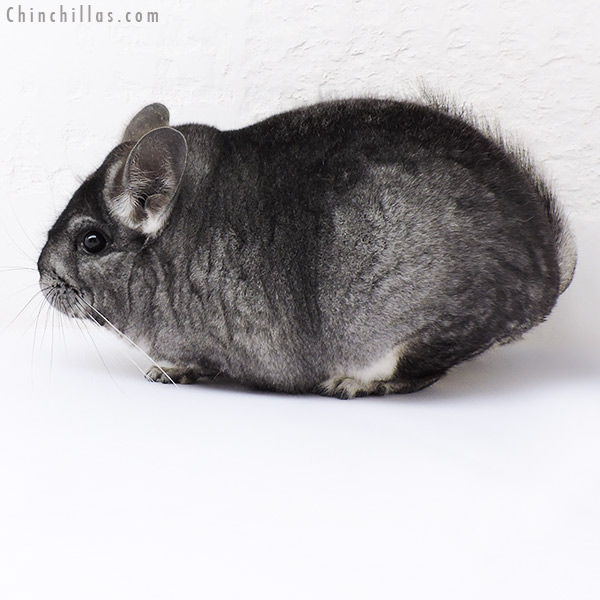 Chinchilla or related item offered for sale or export on Chinchillas.com - 18305 Premium Production Quality Standard Female Chinchilla