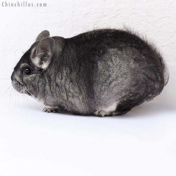 18305 Premium Production Quality Standard Female Chinchilla