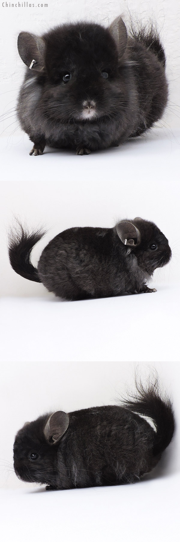 18316 Ebony  Royal Imperial Angora Male Chinchilla