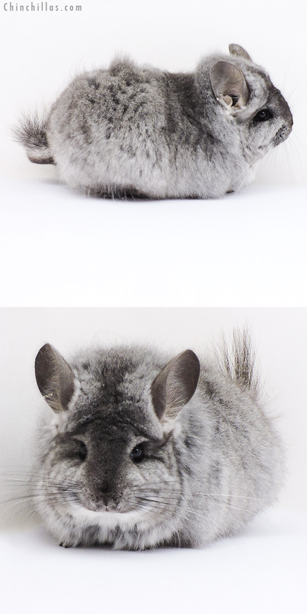 18296 Large Standard  Royal Persian Angora Female Chinchilla