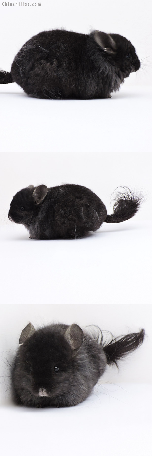 18315 Ebony ( Locken Carrier )  Royal Persian Angora Male Chinchilla with Lion Mane