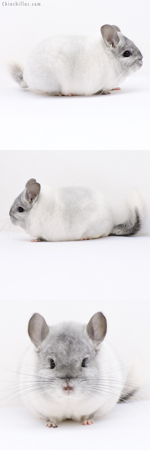 19017 Blocky Herd Improvement Quality White Mosaic Male Chinchilla