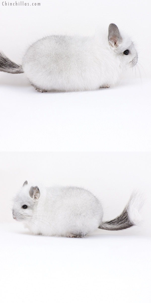 19015 Silver Mosaic  Royal Persian Angora Male Chinchilla