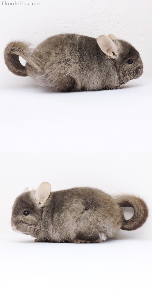 19020 Tan ( Locken Carrier )  Royal Persian Angora Male Chinchilla