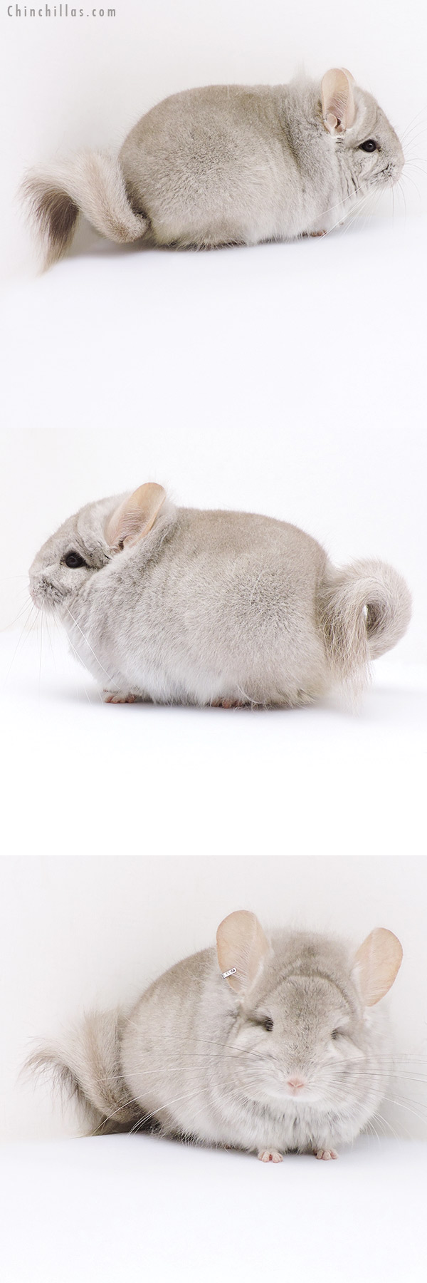 19018 Exceptional Blocky Beige  Royal Persian Angora Male Chinchilla