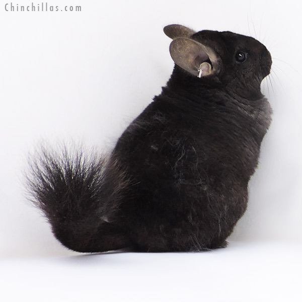 19007 Extra Large Ebony ( Royal Persian Angora & Locken Carrier ) Female Chinchilla