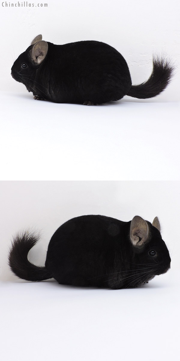 19003 Large Blocky Premium Production Quality Ebony Female Chinchilla