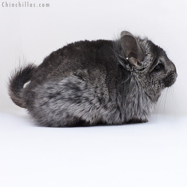 19004 Ebony ( Locken Carrier )  Royal Persian Angora Female Chinchilla