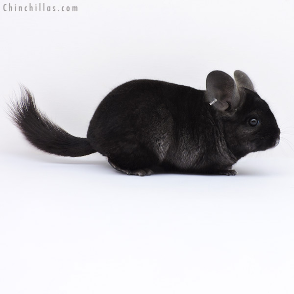 19005 Ebony ( Royal Persian Angora Carrier ) Female Chinchilla