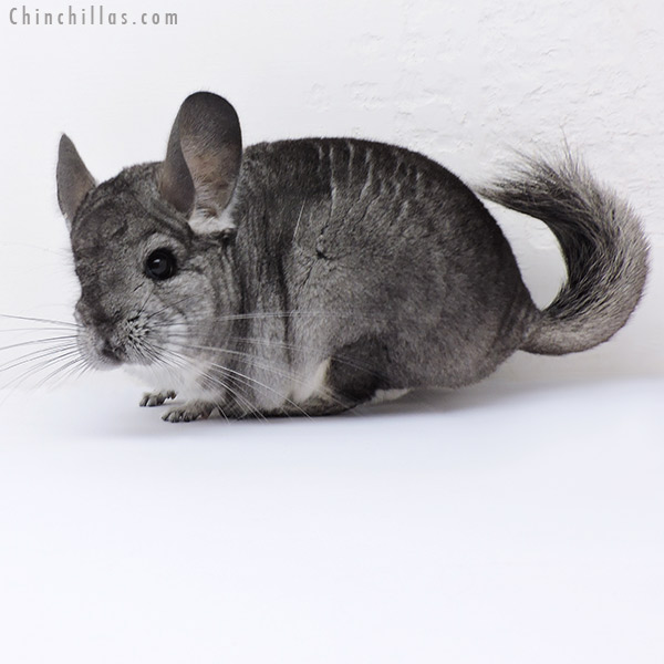 19006 Standard ( Royal Persian Angora & Ebony & Locken Carrier ) Female Chinchilla