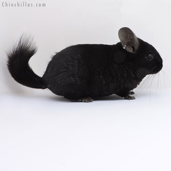 19008 Ebony Quasi Locken ( Royal Persian Angora Carrier ) Female Chinchilla