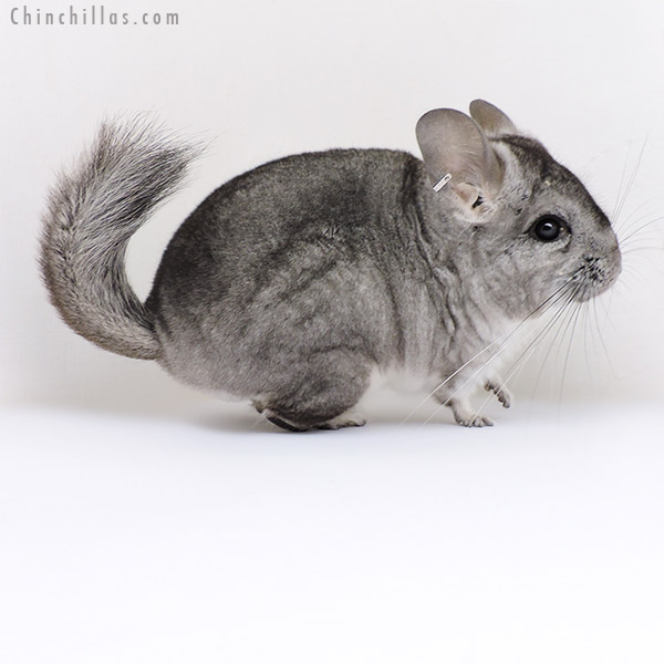 19010 Standard ( Royal Persian Angora & Violet Carrier ) Female Chinchilla