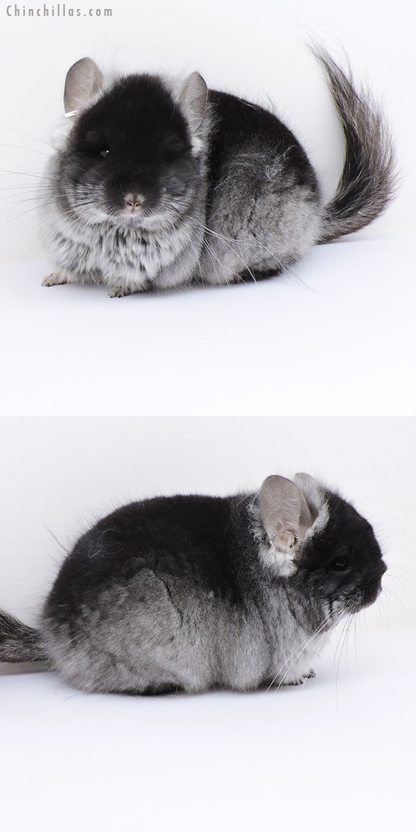 19011 Blocky Brevi Type Black Velvet ( Ebony & Violet Carrier )  Royal Persian Angora Male Chinchilla