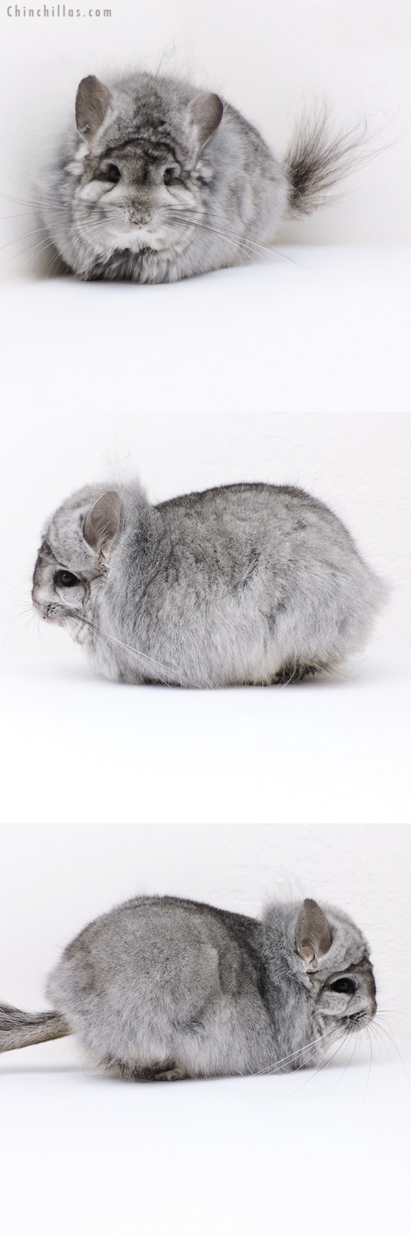 19019 Large Standard ( Violet Carrier ) G2  Royal Persian Angora Male Chinchilla