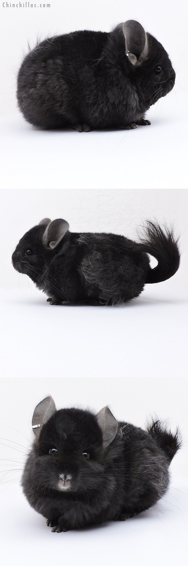 Chinchilla or related item offered for sale or export on Chinchillas.com - 19012 Ebony Quasi Locken  Royal Persian Angora Male Chinchilla