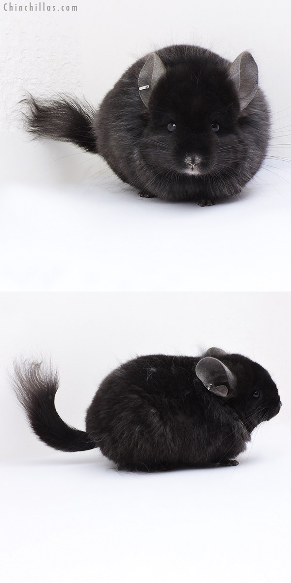 Chinchilla or related item offered for sale or export on Chinchillas.com - 19014 Ebony ( Locken Carrier )  Royal Persian Angora Male Chinchilla