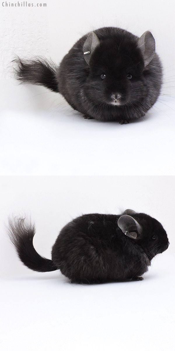 19014 Ebony ( Locken Carrier )  Royal Persian Angora Male Chinchilla