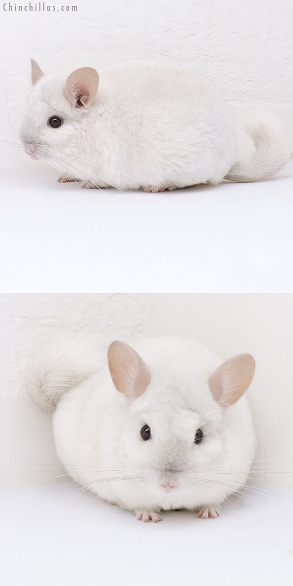 19021 Blocky Premium Production Quality Pink White Female Chinchilla