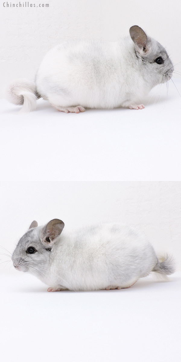 19032 Blocky Herd Improvement Quality White Mosaic Male Chinchilla