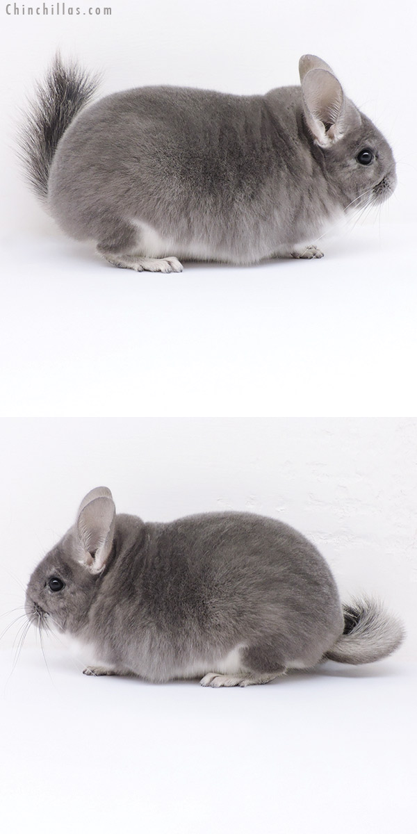 19025 Premium Production Quality Violet Female Chinchilla