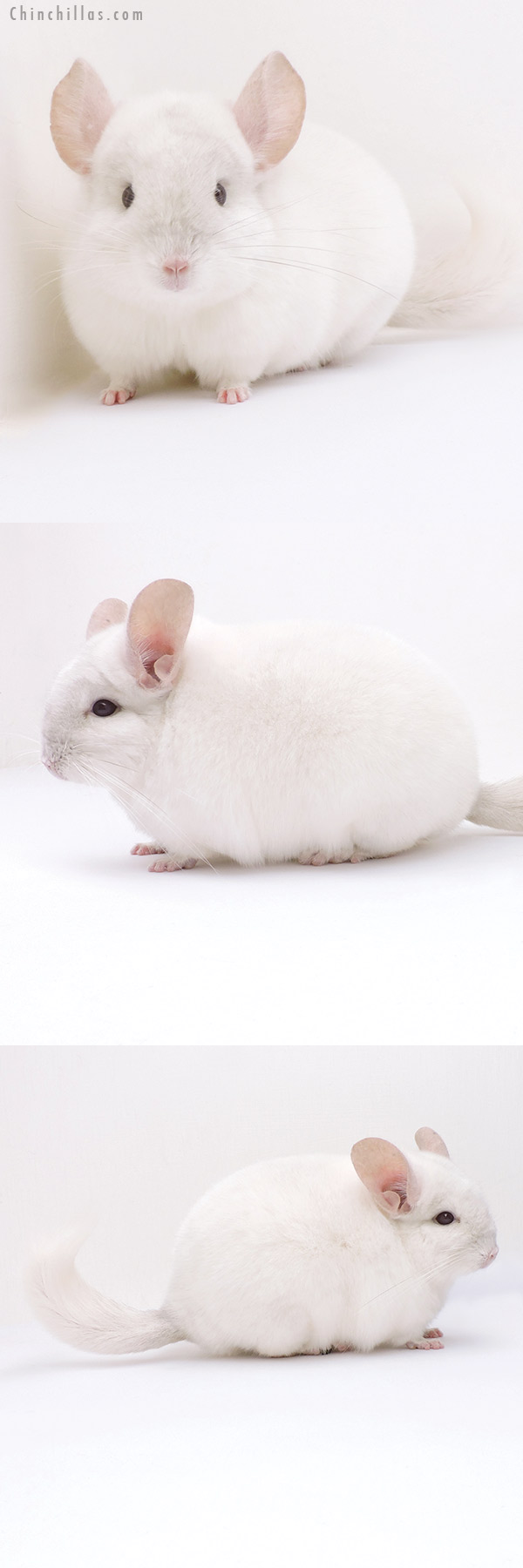 19026 Premium Production Quality Pink White Female Chinchilla