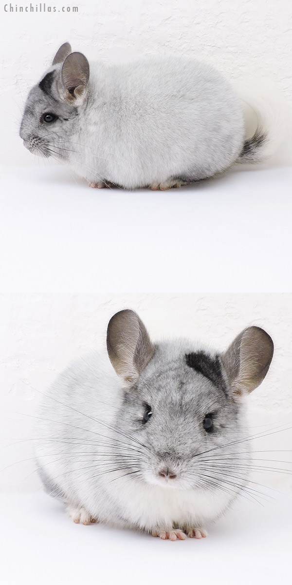 19030 Blocky Premium Production Quality Extreme White Mosaic Female Chinchilla