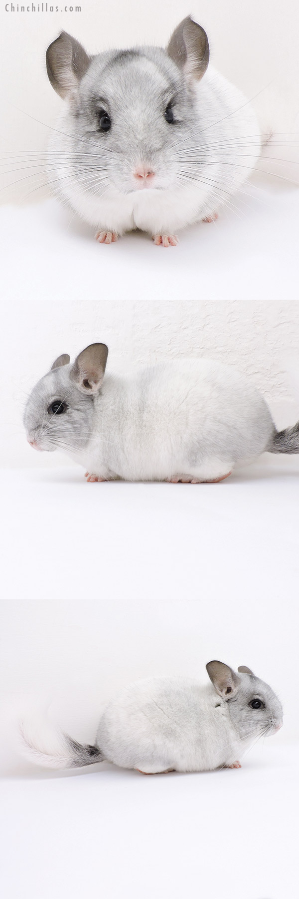 19031 Brevi Type Herd Improvement Quality White Mosaic Male Chinchilla