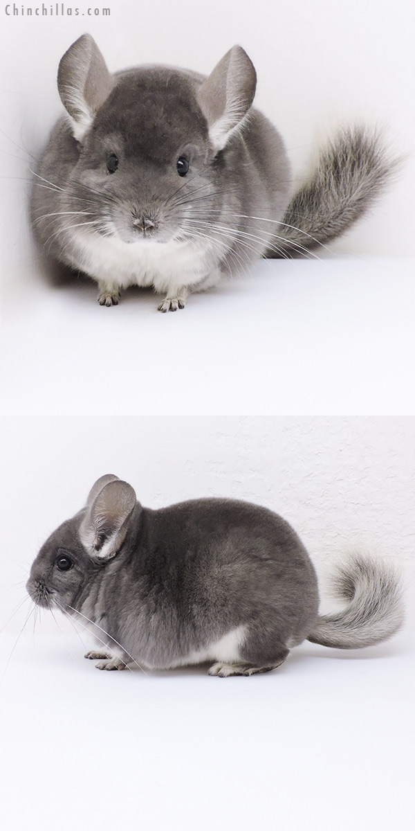 19023 Premium Production Quality Violet Female Chinchilla