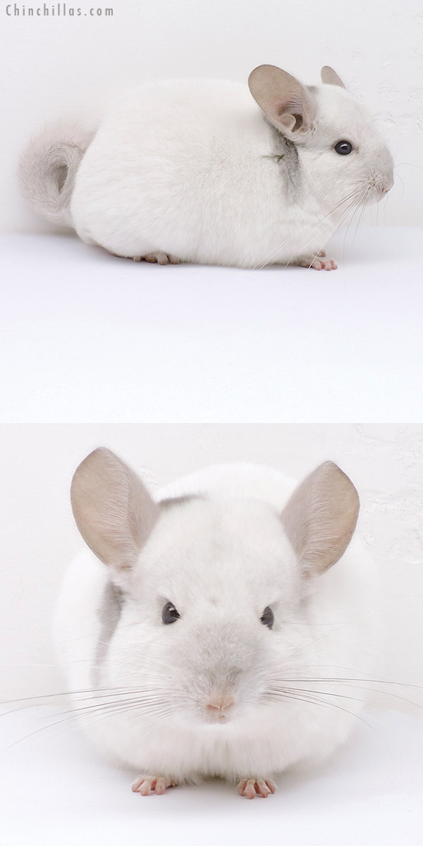 19027 Herd Improvement Quality Extreme Beige & White Mosaic Male Chinchilla