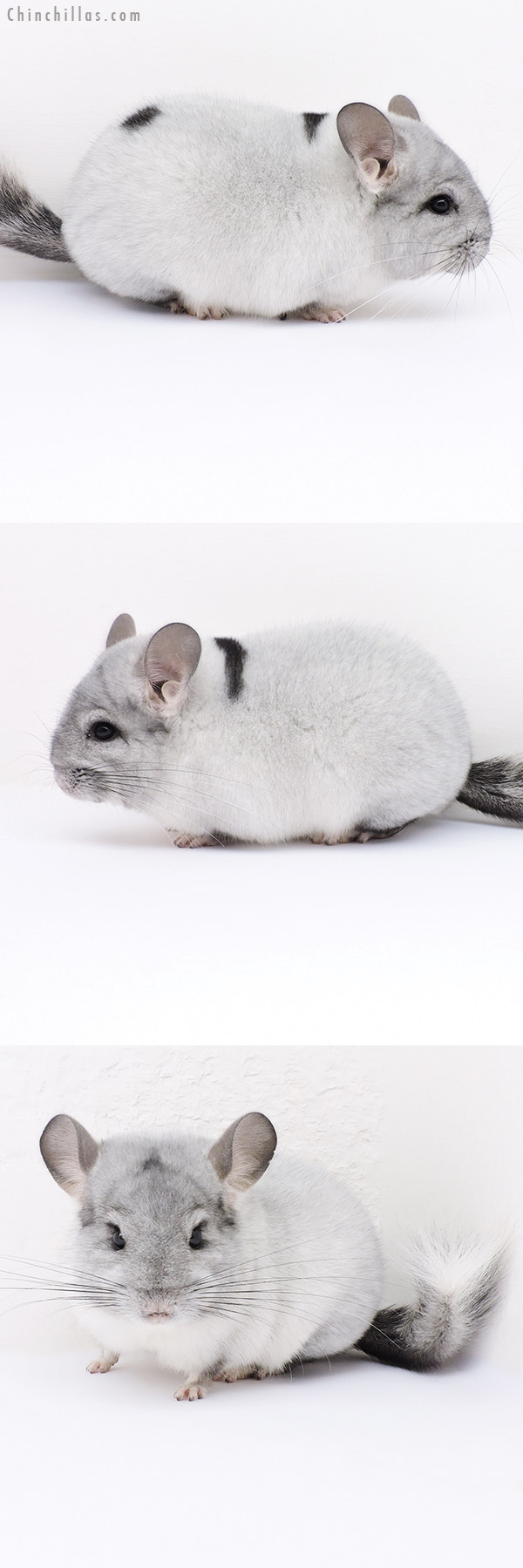 19029 Blocky Premium Production Quality Extreme Silver Mosaic Female Chinchilla