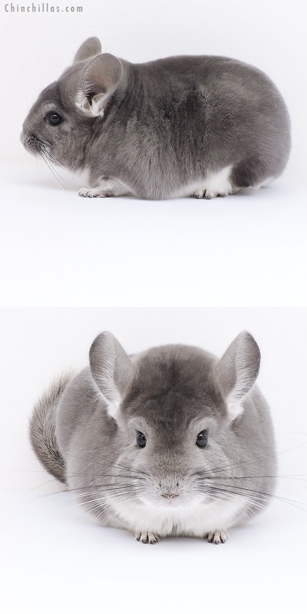 19024 Large Premium Production Quality Violet Female Chinchilla