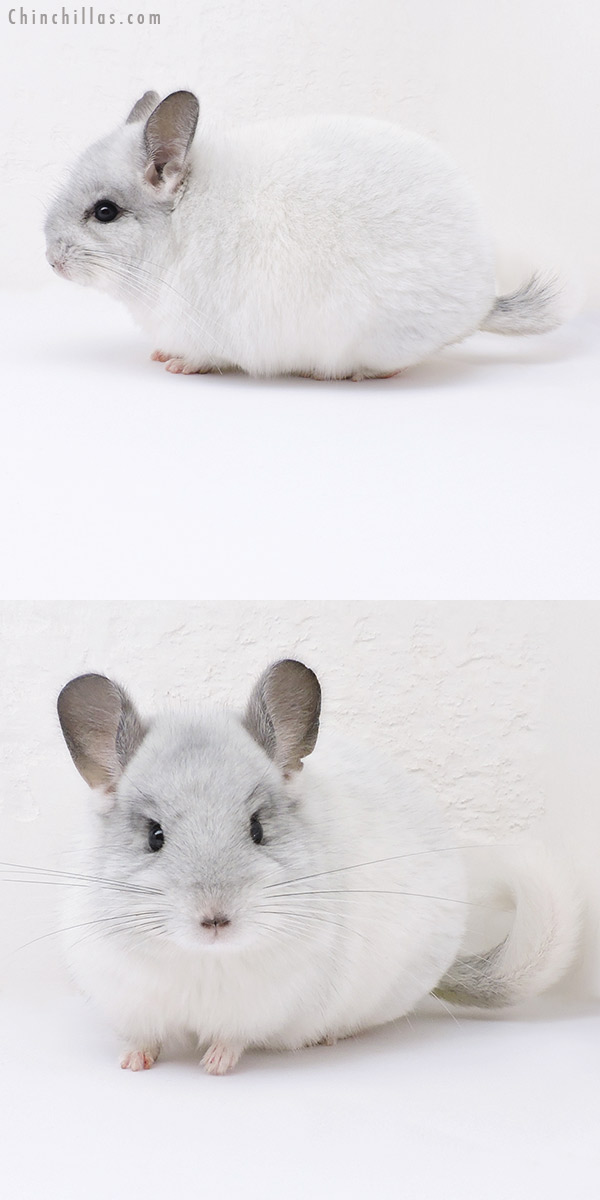 19034 Blocky Herd Improvement Quality White Mosaic Male Chinchilla