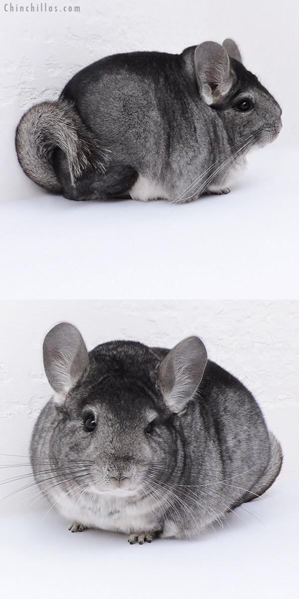 Chinchilla or related item offered for sale or export on Chinchillas.com - 19037 Large Standard Female Chinchilla