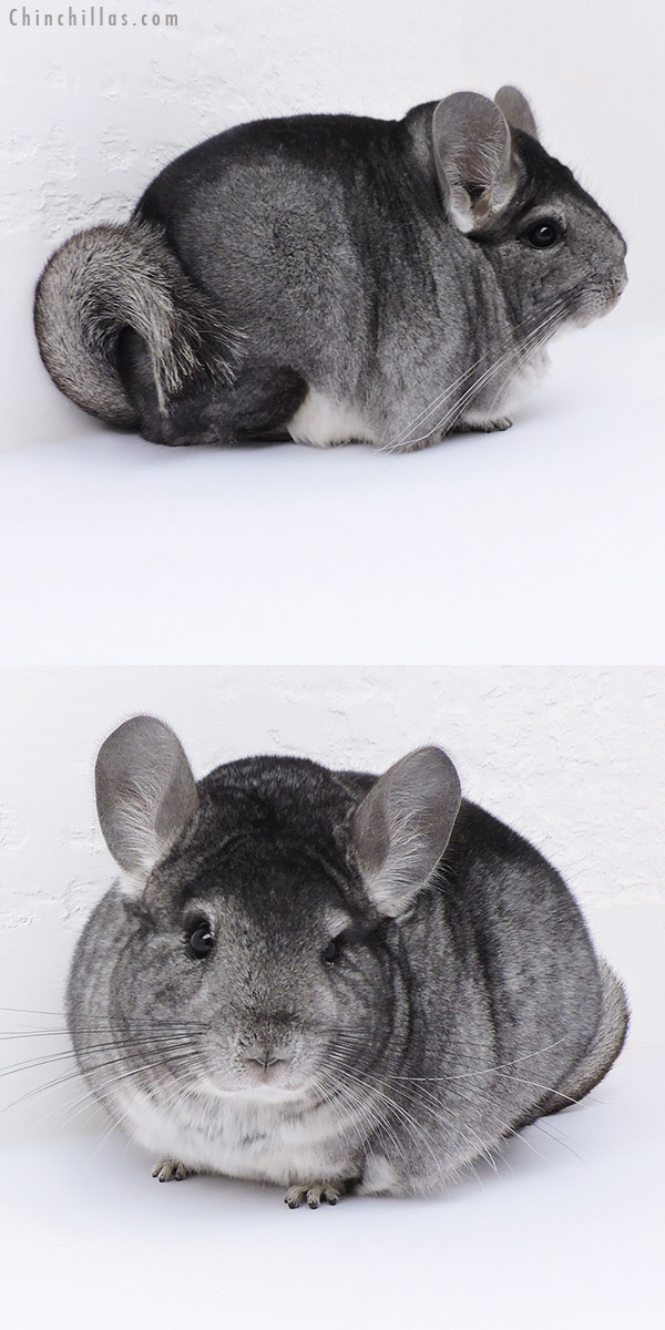 19037 Large Standard Female Chinchilla