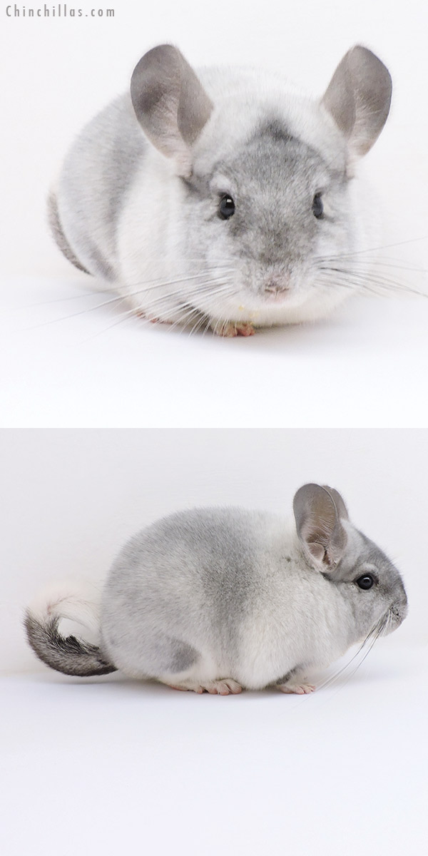 19038 Show Quality Silver Mosaic Male Chinchilla