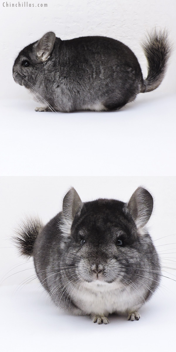 19039 Premium Production Quality Standard Female Chinchilla