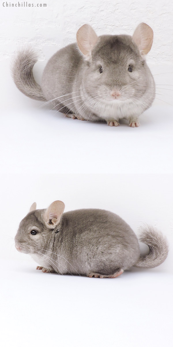 19040 Show Quality Beige Male Chinchilla