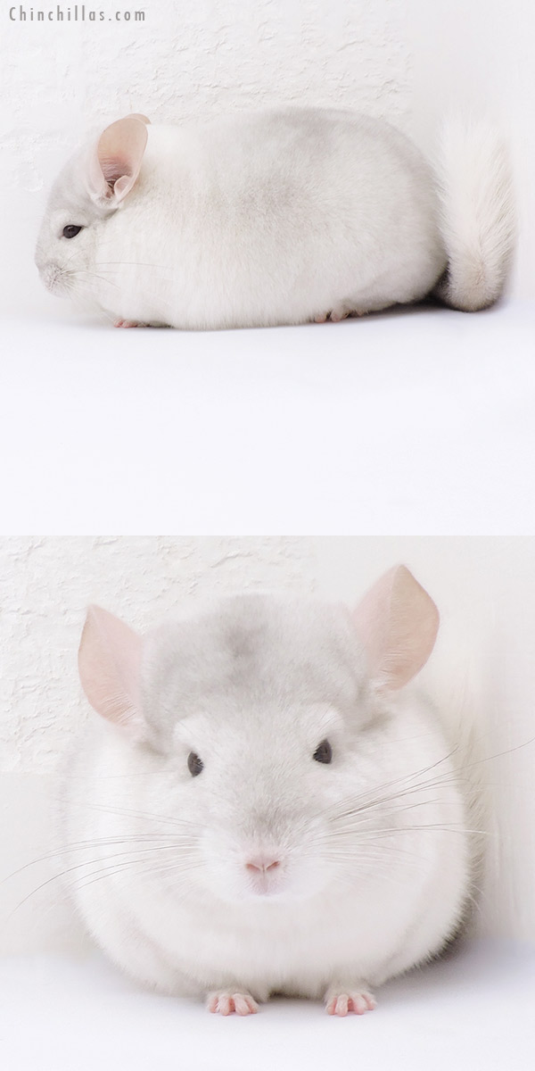 19042 Blocky Premium Production Quality Pink White Female Chinchilla