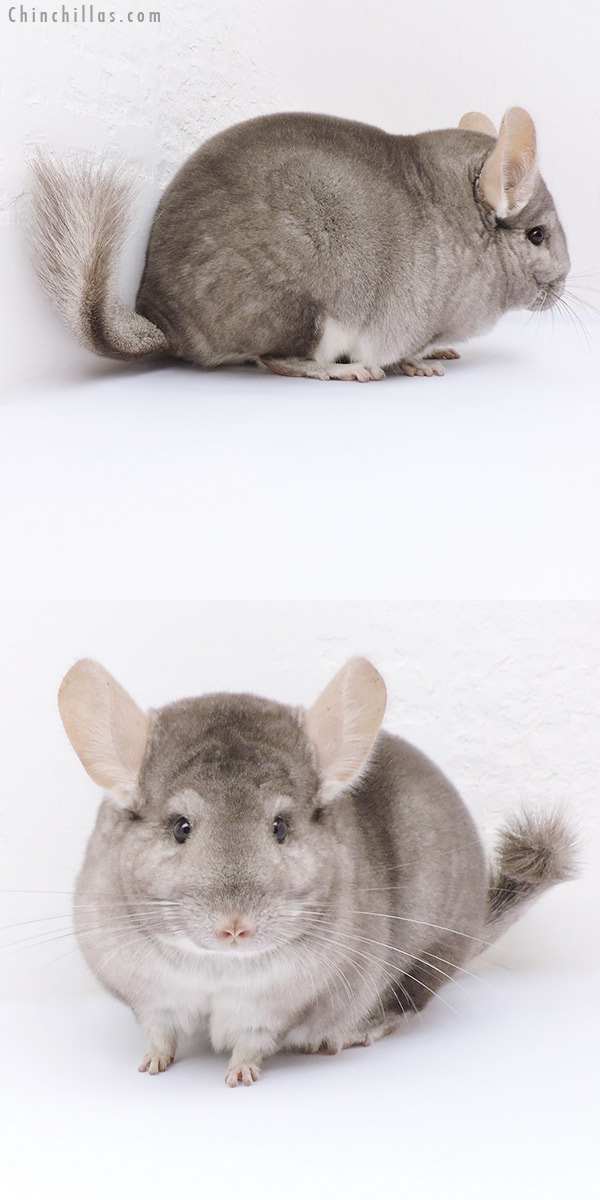 19043 Large Show Quality Beige Female Chinchilla