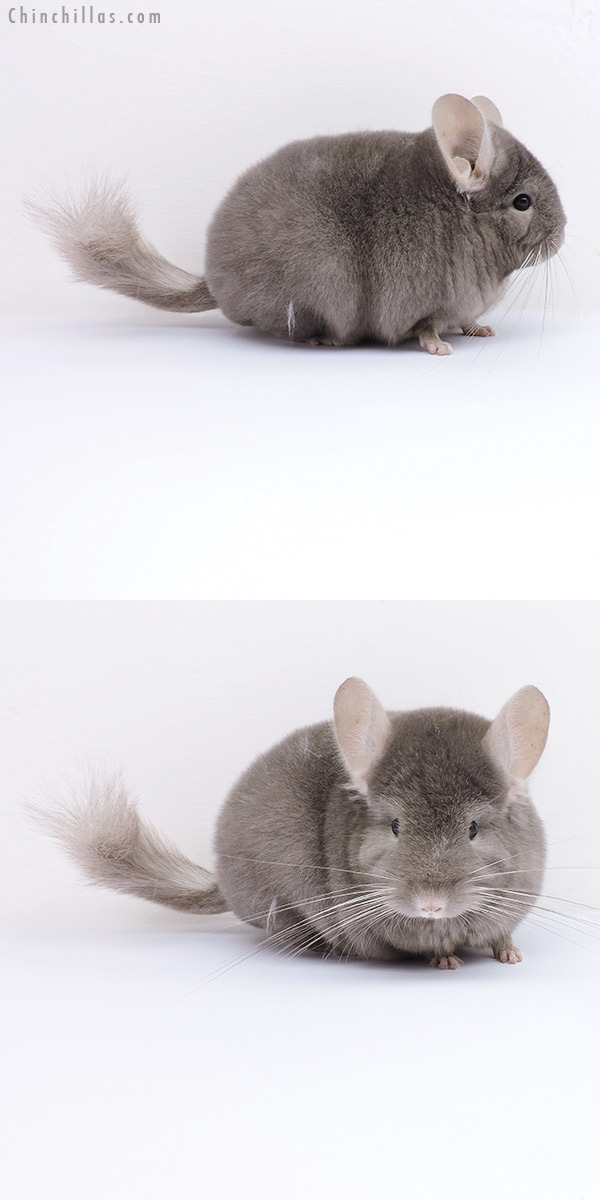 19055 Blocky Show Quality Tan Female Chinchilla