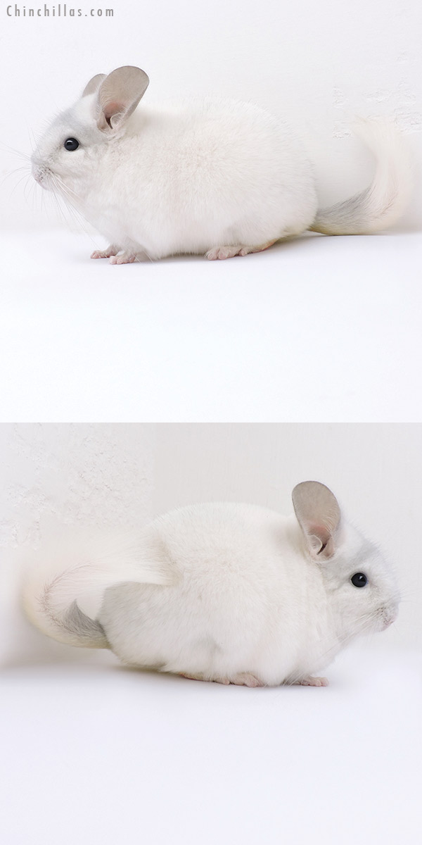 19058 Blocky Show Quality Sapphire and White Mosaic Female Chinchilla