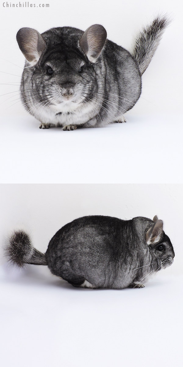 19060 Large Blocky Premium Production Quality Standard Female Chinchilla