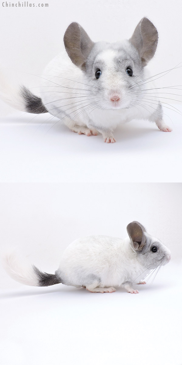 19054 White Mosaic ( Ebony & Locken Carrier ) Female Chinchilla