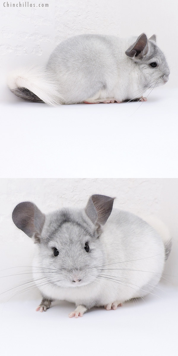 19056 Blocky Show Quality Ebony & White Mosaic Female Chinchilla